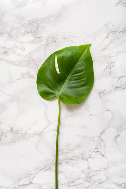 istock monstera leaf tropical plant on gray background 1285473319