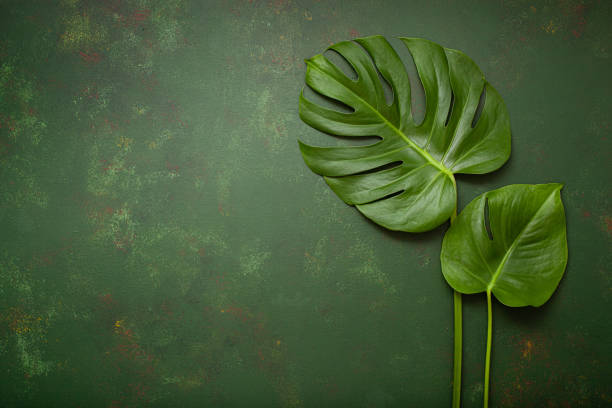 istock monstera leaf tropical plant on dark background 1285473875