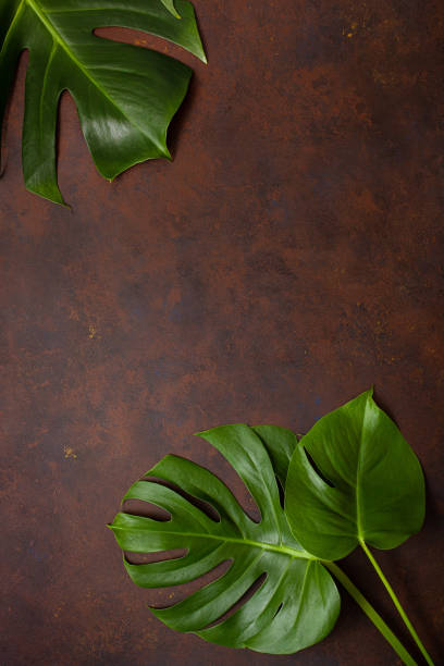 istock monstera leaf tropical plant on dark background 1285473922