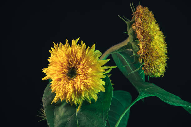 istock Sunflowers plant on a black . Beautiful plant minimal. Background pattern for design. 1285474838