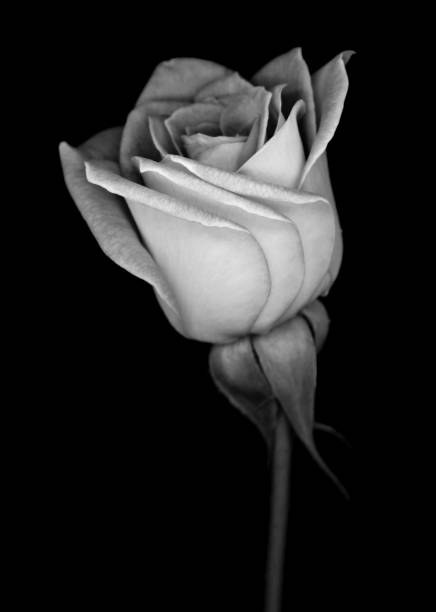 istock Monochrome Rose isolated on a black background 1285475401