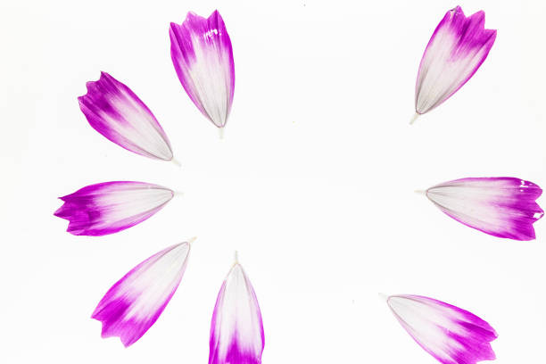 istock Set with Pink cosmos petals 1285475805