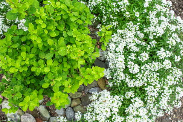 зеленый куст барбарис и растение alyssum растут во дворе дома, украшенного камнями - japanese barberry стоковые фото и изображения