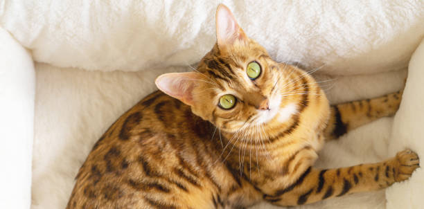 istock A domestic cat looks at the camera from his bed. 1285478399