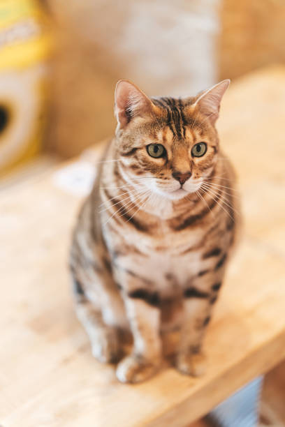 istock Bengal Cat is sittin on the table 1285480902