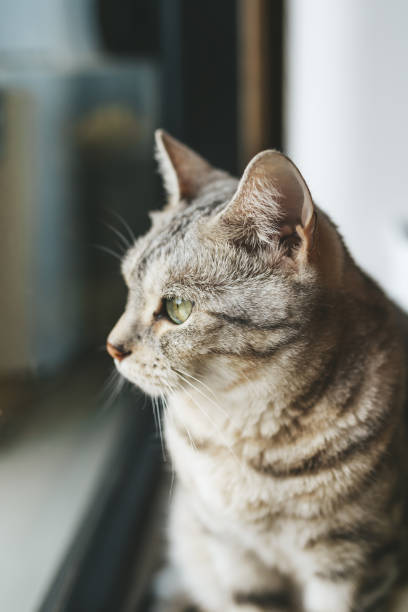 istock Portrait of a striped cat 1285480975