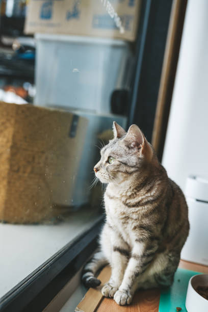 istock Portrait of a striped cat 1285481172