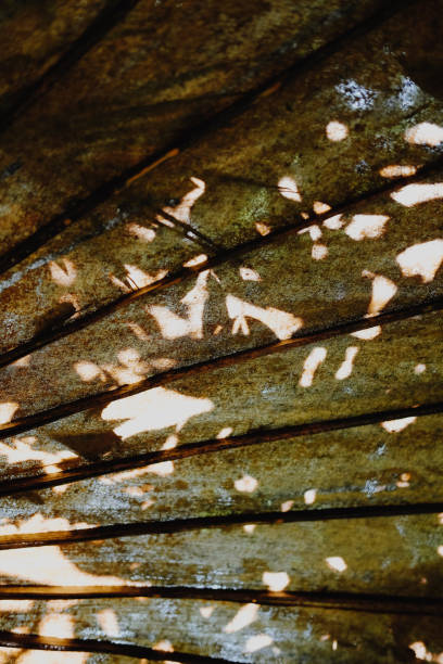 istock tree plant leaves shadow on vintage umbrella 1285483164