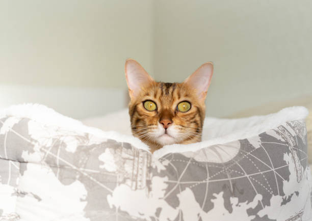 istock A domestic cat looks out from behind its bed. 1285483356