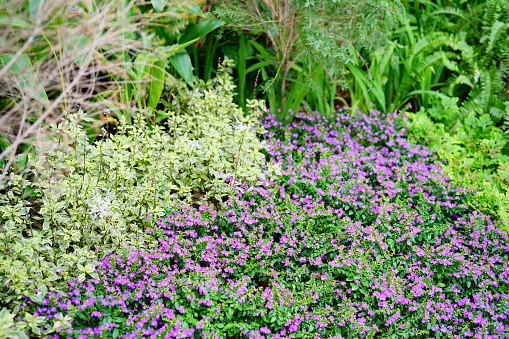 Purple False heather flower background in garden