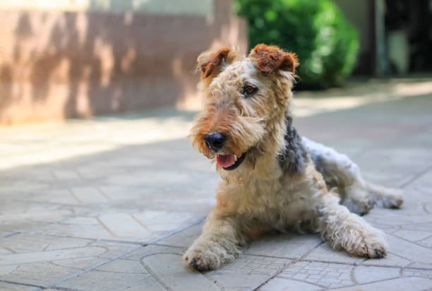 istock Fox Terrier dog lies on the street 1285484869