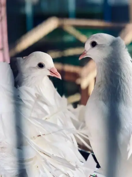 Photo of Indian fantail pigeon bird kept in a steel cage.