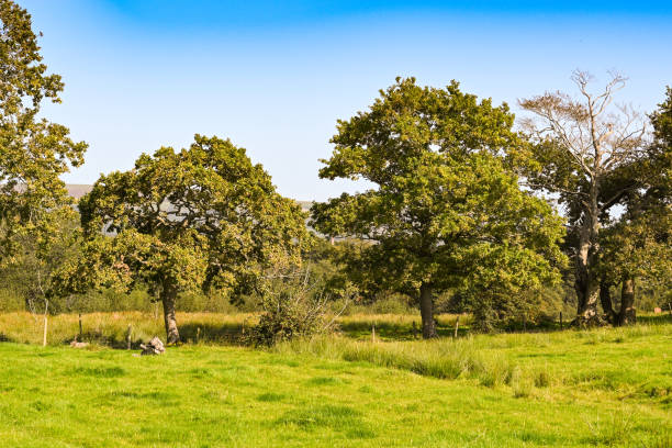 istock Farm field with large mature trees in the background 1285486207
