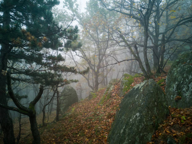 istock Lichen on rocks in the forest 1285486311