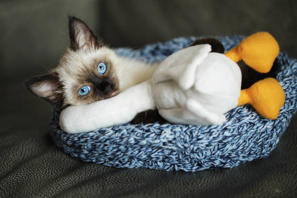 Kitty cat lies with a toy on the couch