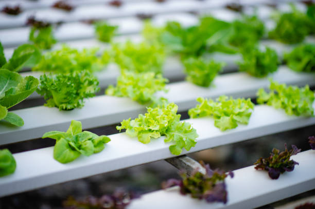 istock Organic vegetable salad garden 1285486692