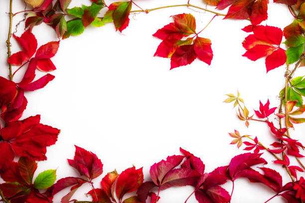 Autumn seasonal leaves with border frame and space for text, fall background
