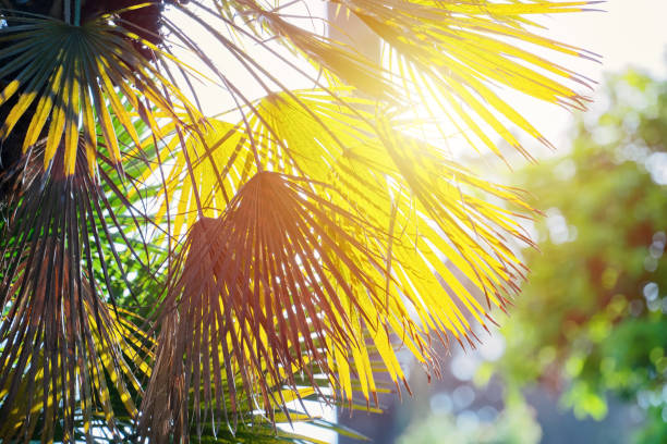 palm leafs background