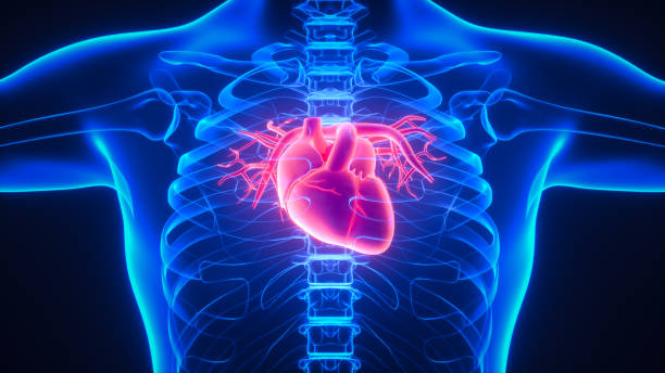 human circulatory system herz anatomie - menschliches herz stock-fotos und bilder