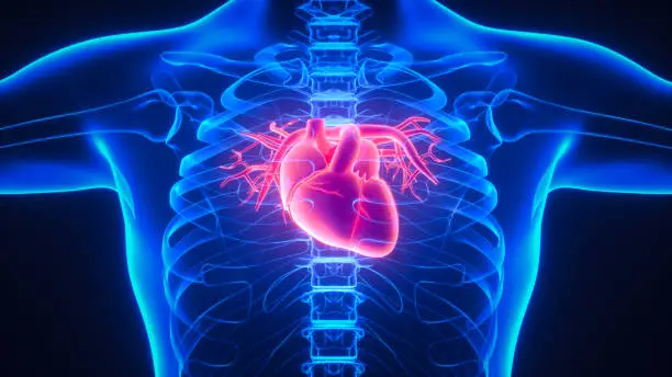 Photo of Human Circulatory System Heart Anatomy