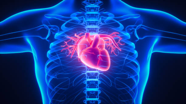 anatomia ludzkiego układu krążenia - human heart x ray image anatomy human internal organ zdjęcia i obrazy z banku zdjęć