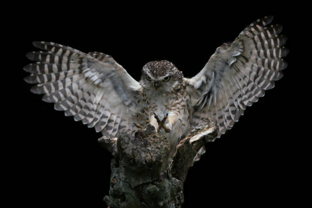 istock Burrowing owl (Athene cunicularia) landing on a branch 1285489124