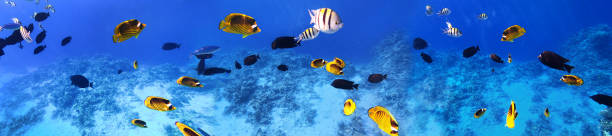 istock Underwater Colorful Tropical Fishes. 1285489254