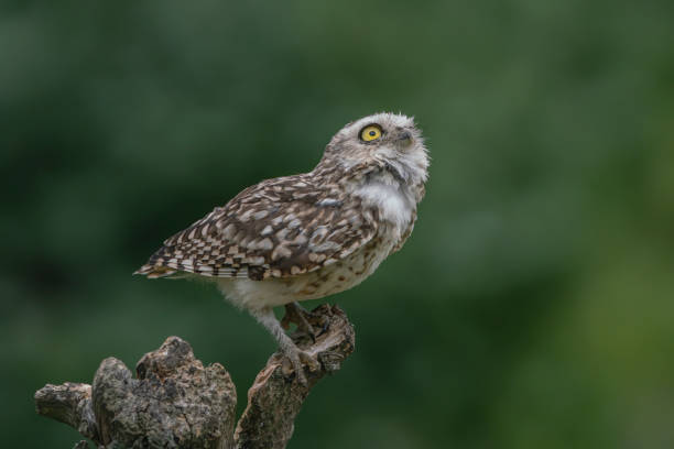 istock Cute Burrowing owl (Athene cunicularia) sitting on a branch. 1285489278