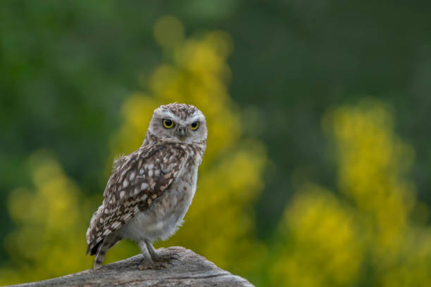 istock Burrowing owl (Athene cunicularia) sitting on a branch. 1285489335