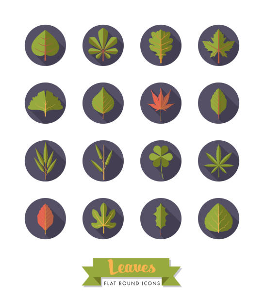 illustrations, cliparts, dessins animés et icônes de laisse la variété plat conception longue ombre icônes - beech leaf