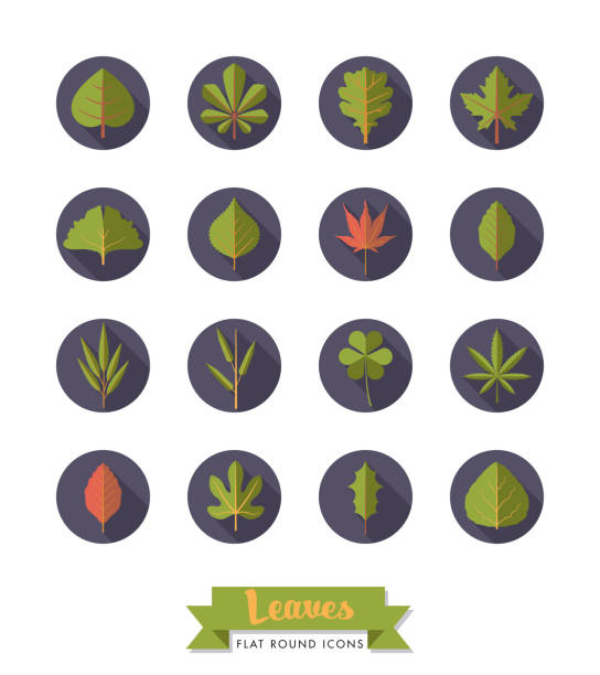 Leaves variety flat design long shadow icons Leaves flat design long shadow round icons collection aspen leaf stock illustrations