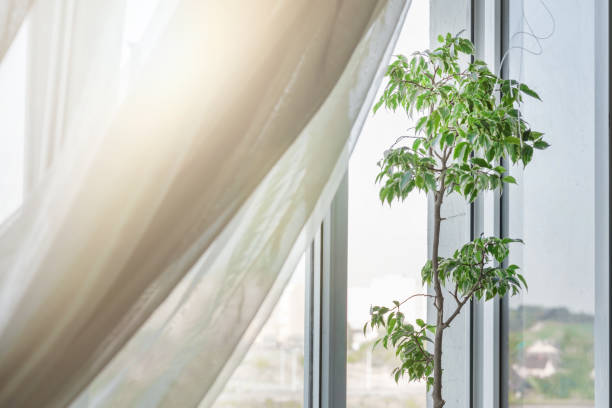 white transparent curtain hanging on window frame with house plant on windowsill - aeration imagens e fotografias de stock