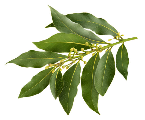 istock Fresh bay leaves branch isolated on white background 1285492425