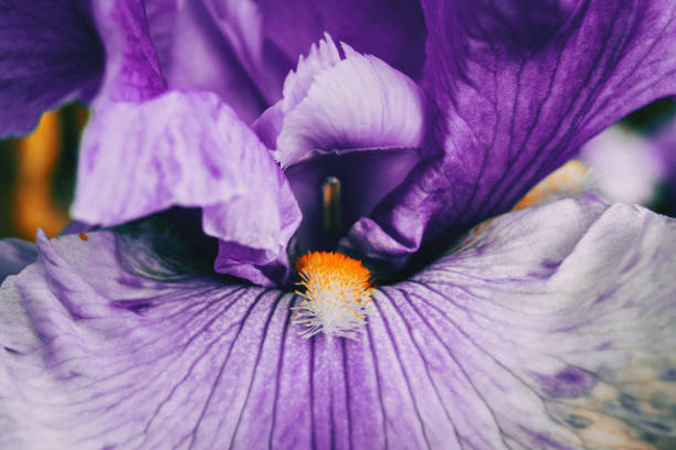 макро внутри фиолетовый цветок радужной оболочки германика - germanica стоковые фото и изображения