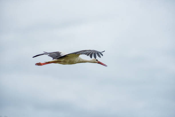 istock Flying Stork over the Forest. Cloudy Blue Sky. 1285493781