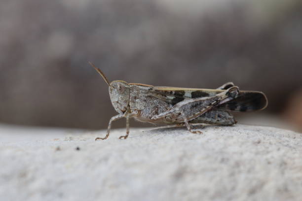 grasshopper on the courtain against flies