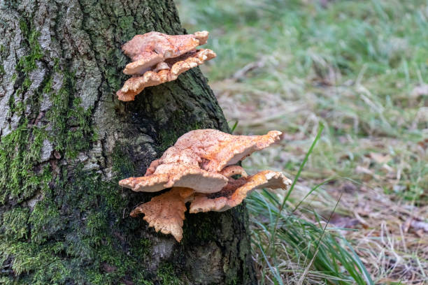 istock Fungus in the 