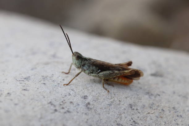 colorful squares of grasshopper in nature environment colorful squares of grasshopper in nature environment hayvan temaları stock pictures, royalty-free photos & images