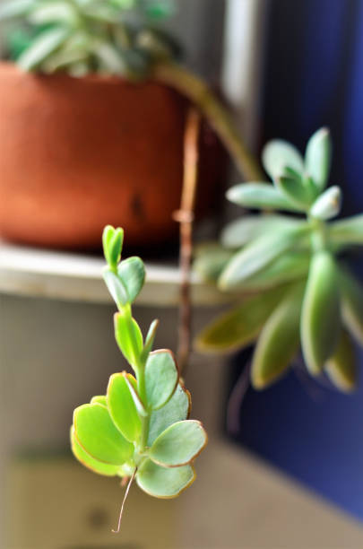 istock Juicy details in clay vase 1285494878