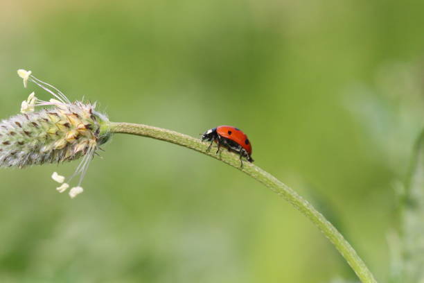 Ladybug Colorful Squares in Nature Environment Ladybug Colorful Squares in Nature Environment çevre stock pictures, royalty-free photos & images