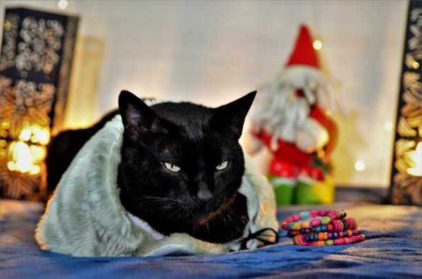 istock Elegant cat resting for Christmas 1285494994