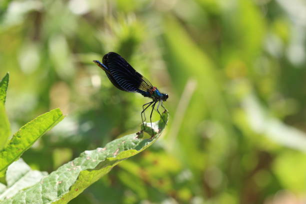 watching the helicopter bug in nature watching the helicopter bug in nature çevre stock pictures, royalty-free photos & images