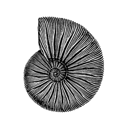 Illustration of a Perisphinctes is an extinct genus of ammonite cephalopod