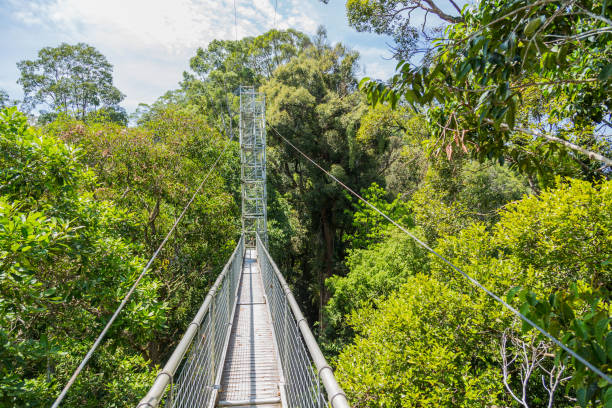istock Ulu Temburong National Park 1285496076