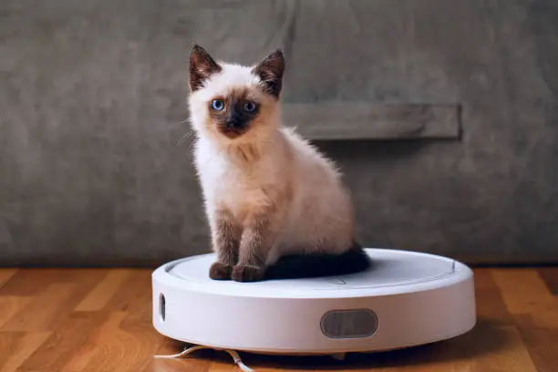 Photo of Cat on robotic vacuum cleaner in house