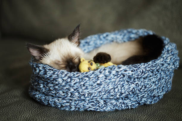 istock Kitty cat with toy teddy bear sleeping on the couch 1285496123