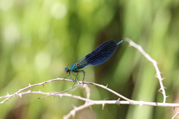 watching the helicopter bug in nature watching the helicopter bug in nature çevre stock pictures, royalty-free photos & images