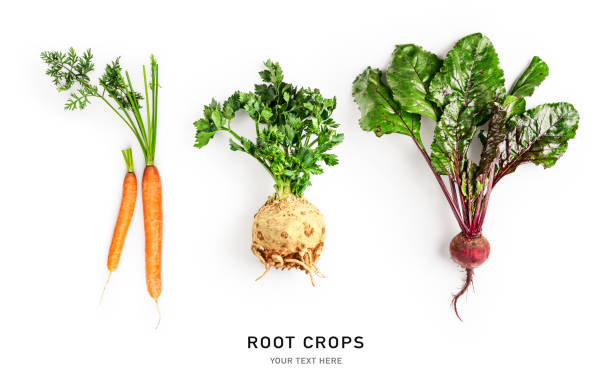 verduras de raíz orgánicas - whole carrots fotografías e imágenes de stock