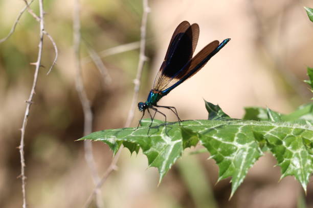 watching the helicopter bug in nature watching the helicopter bug in nature çevre stock pictures, royalty-free photos & images