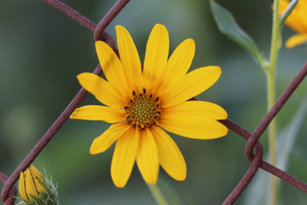 istock beautiful flowers in nature environment 1285497909